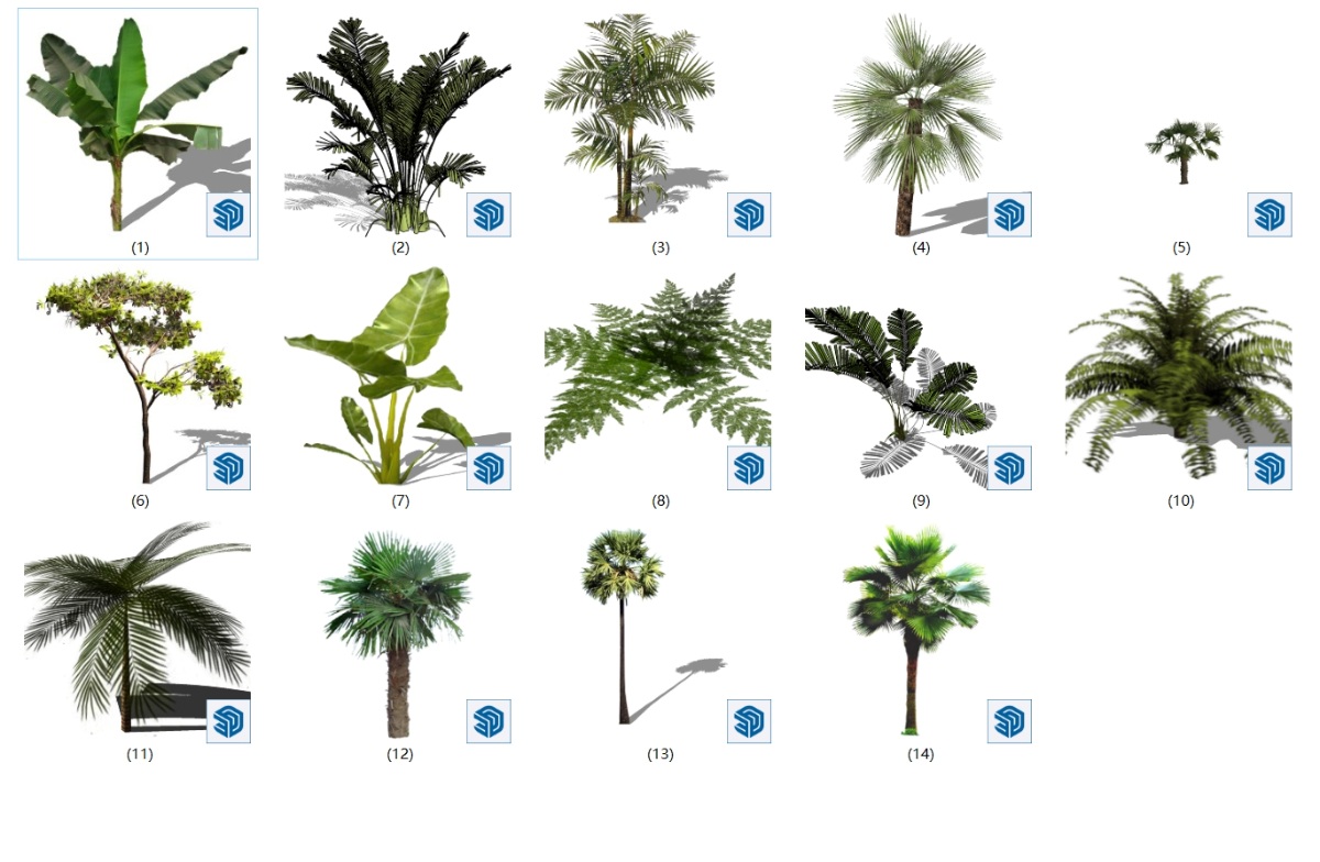 SketchUp园林景观单体模型-2D热带树su模型草图大师模型免费下载20250107